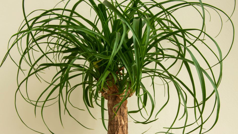 Koezoenseges elefantlab Beaucarnea recurvata 3 Der Elefantenfuß ist eine pflegeleichte Zimmerpflanze, die durch ihren verdickten Stamm und lange, schmale Blätter besticht – so bleibt sie jahrzehntelang dekorativ.