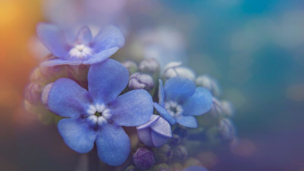 Vergissmeinnicht (Myosotis) Mocsari nefelejcs Myosotis palustris 5 Das Vergissmeinnicht bezaubert durch zarte Blüten und symbolisiert Liebe und Erinnerung. Erfahren Sie alles zu Arten, Pflege und Gartengestaltung.