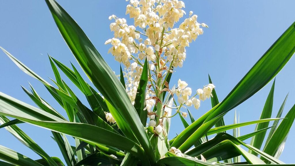 Yucca elephantipes 5 Die Yucca elephantipes ist eine beliebte, pflegeleichte Zimmerpflanze, die mit imposantem Wuchs und vielseitigen Einsatzmöglichkeiten überzeugt.