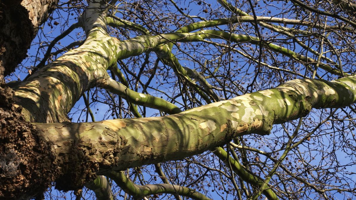 Ahornblättrige Platane (Platanus x hispanica) Nahaufnahme der markanten Rinde und Äste einer Ahornblättrigen Platane.