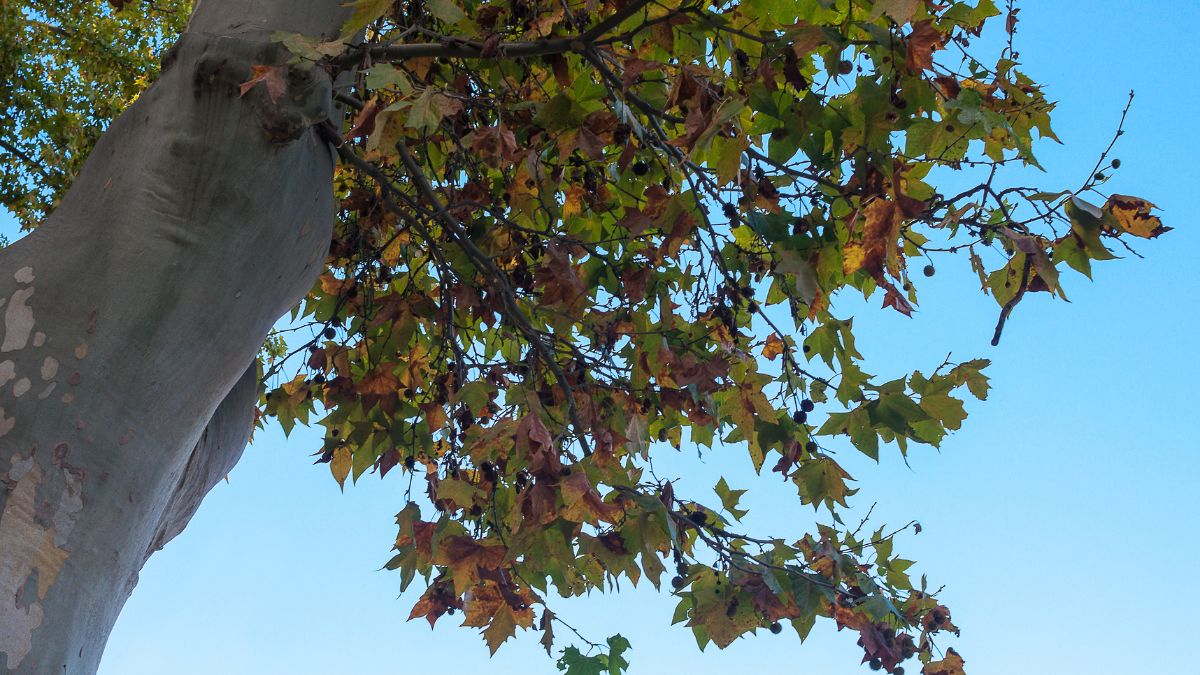 Ahornblättrige Platane (Platanus x hispanica) Ein Ast der Ahornblättrigen Platane mit bunten Blättern und einer markanten Rinde.