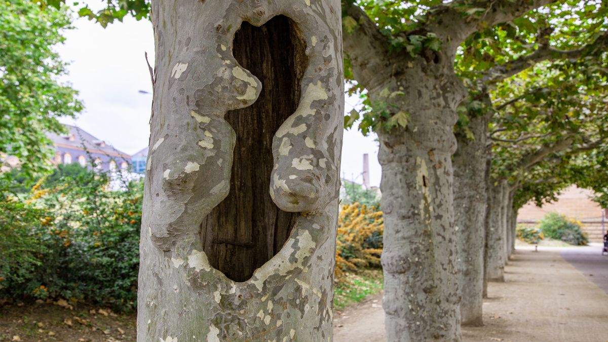 Ahornblättrige Platane (Platanus x hispanica) Ein Ahornblättrige Platane mit charakteristischer Rinde und einer Öffnung im Stamm.