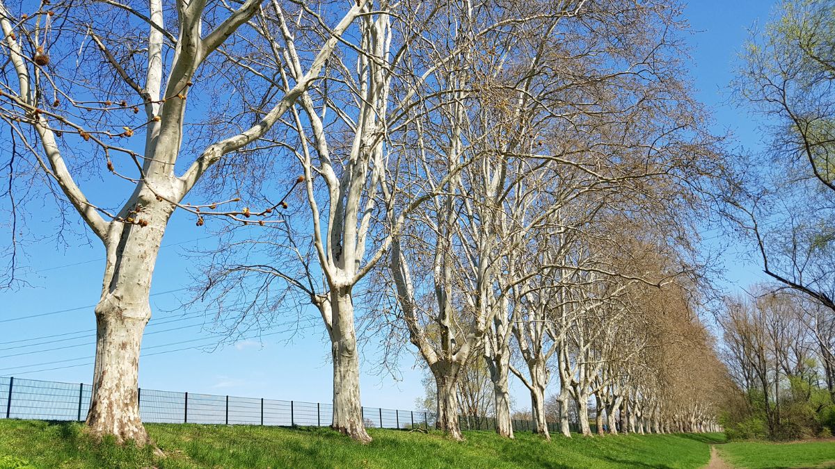 Ahornblättrige Platane (Platanus x hispanica) Eine Reihe von Ahornblättrigen Platanen mit markanter Rinde unter blauem Himmel.