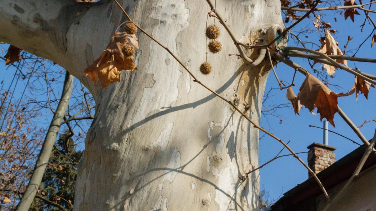 Ahornblättrige Platane (Platanus x hispanica) Nahaufnahme der markanten Rinde einer Ahornblättrigen Platane mit herbstlichen Blättern.
