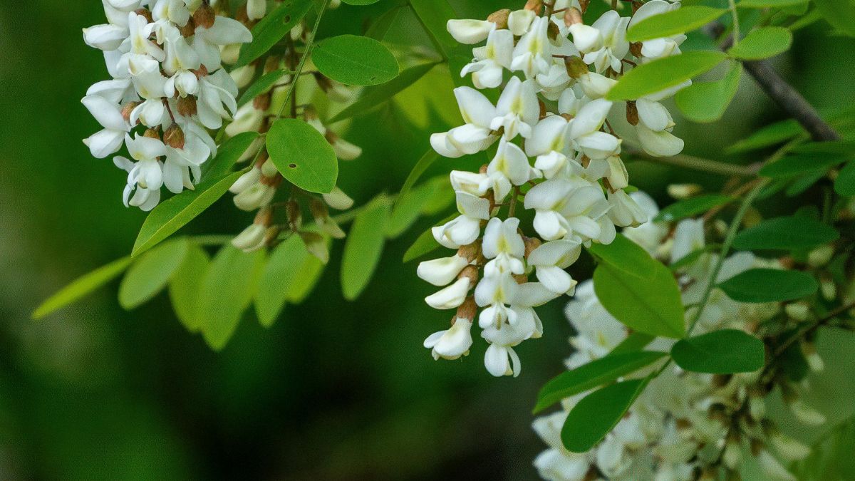 Akazie: Pflanzung, Vermehrung, Krankheiten und Schädlinge Blühende Akazienzweige mit weißen Blüten und grünen Blättern.