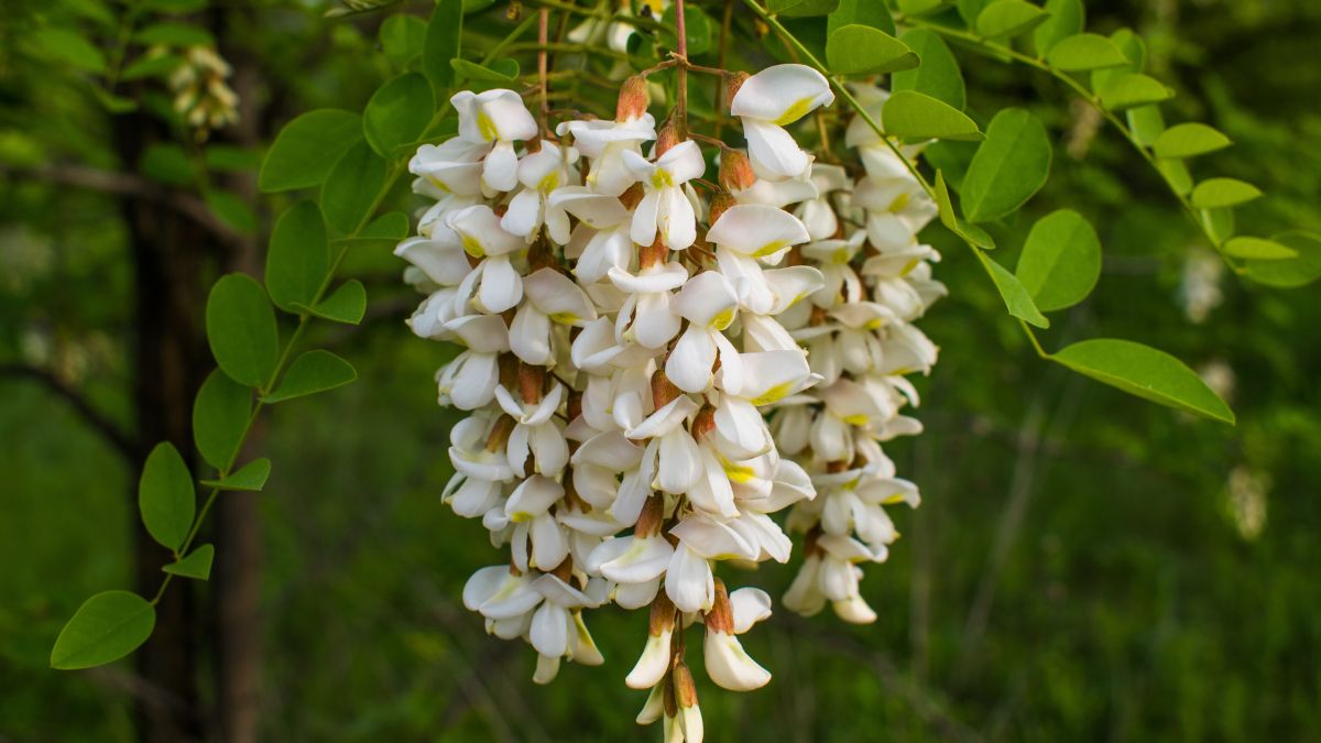 Blühende Akazienblüten in einer grünen Umgebung, die Schönheit der Natur zeigt.