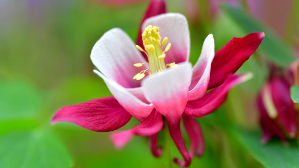 Nahaufnahme einer Akelei mit zarten, rosa und weißen Blütenblättern.