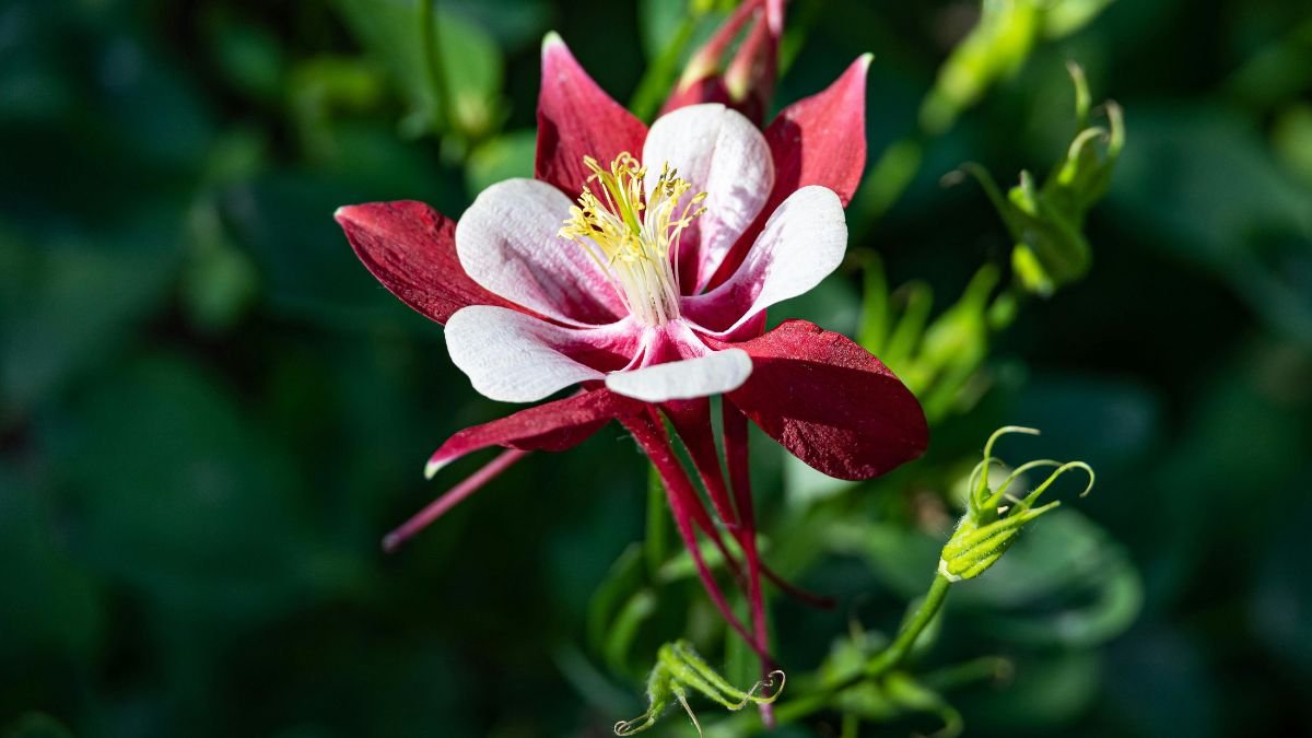 Eine rote und weiße Akelei blüht vor grünem Hintergrund.
