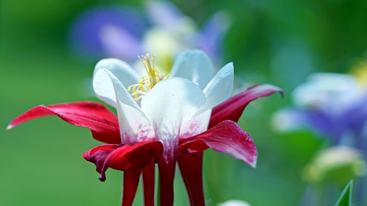Eine rot-weiße Akelei blüht im Garten, umgeben von unscharfen, bunten Blüten.