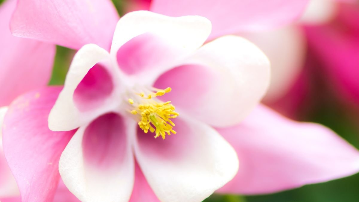 Nahaufnahme einer zarten Akeleiblüte mit pinken und weißen Blütenblättern.