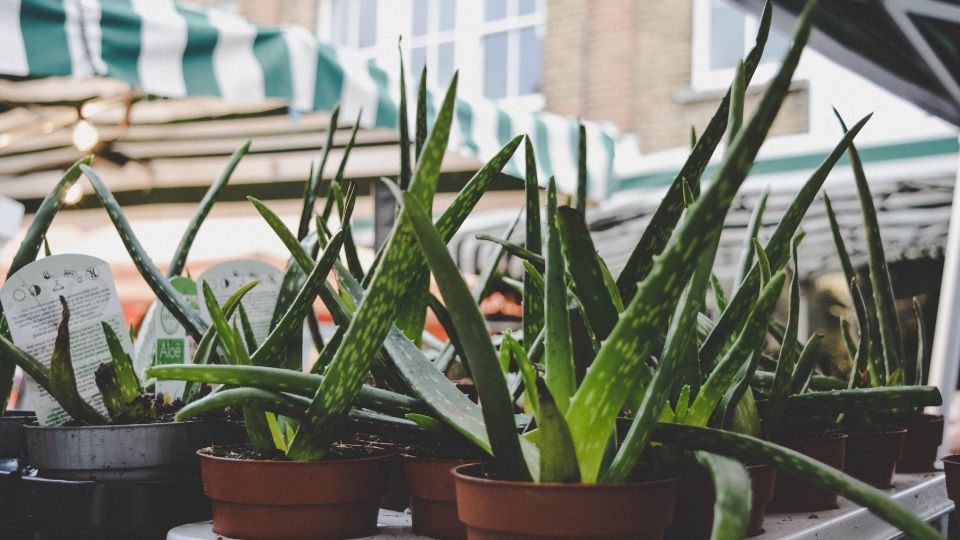 Eine Reihe von Aloe Vera Pflanzen in Töpfen auf einem Markt.