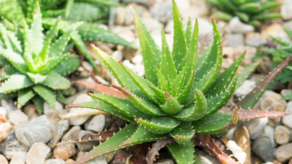 Eine Gruppe von Aloe Vera Pflanzen mit saftigen, grünen Blättern auf Kies.