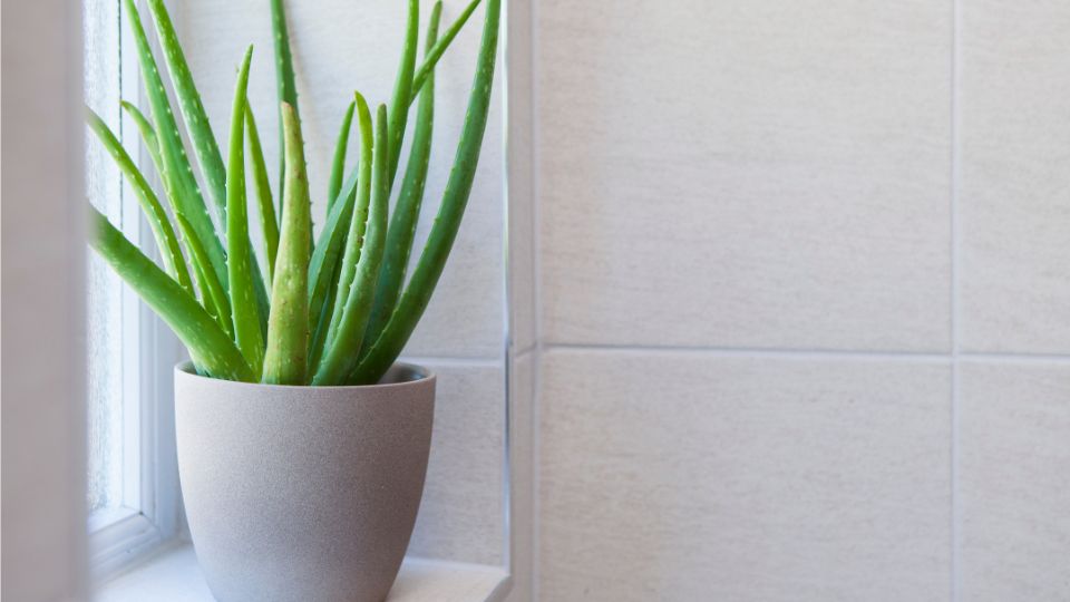 Eine Aloe Vera Pflanze in einem modernen Topf auf einer Fensterbank.