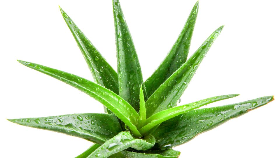 Eine frische Aloe Vera Pflanze mit saftigen, grünen Blättern und Wassertropfen.