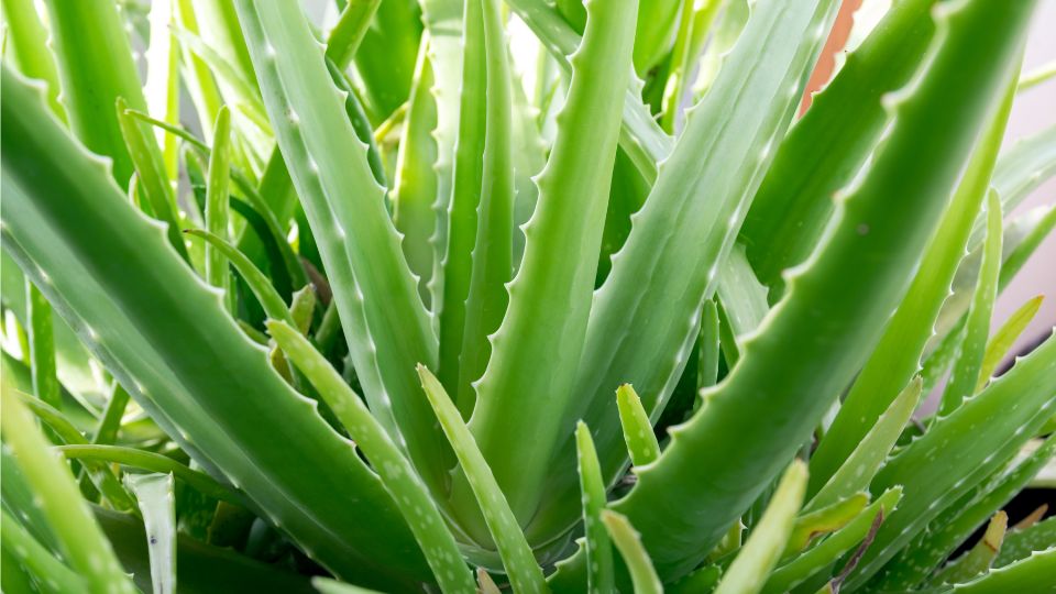 Eine gesunde Aloe Vera Pflanze mit dicken, grünen Blättern.