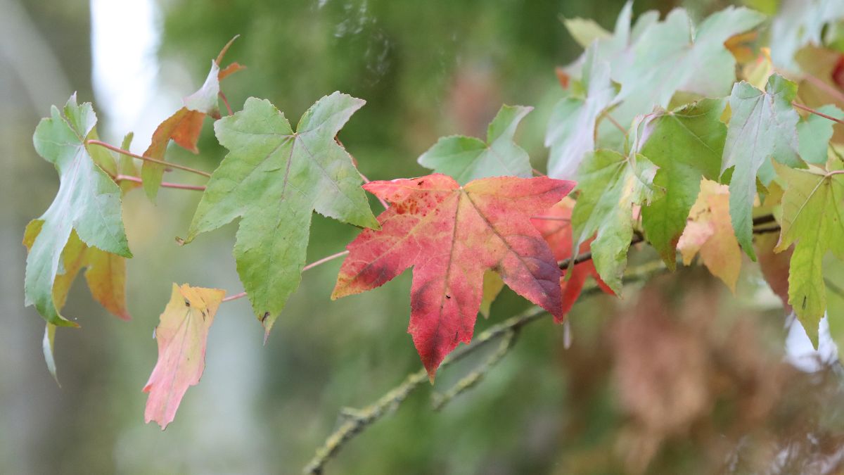 Amerikanischer Amberbaum (Liquidambar styraciflua) Bunte Blätter des Amerikanischen Amberbaums in verschiedenen Herbstfarben.
