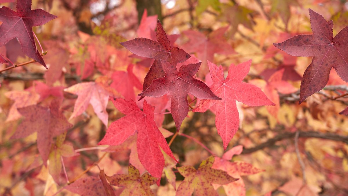 Amerikanischer Amberbaum (Liquidambar styraciflua) Bunte, sternförmige Blätter des Amerikanischen Amberbaums im Herbst.