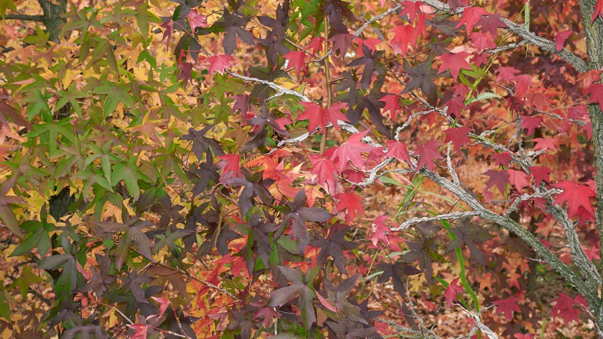 Amerikanischer Amberbaum (Liquidambar styraciflua) Bunte Blätter des Amerikanischen Amberbaums in herbstlichen Farben.