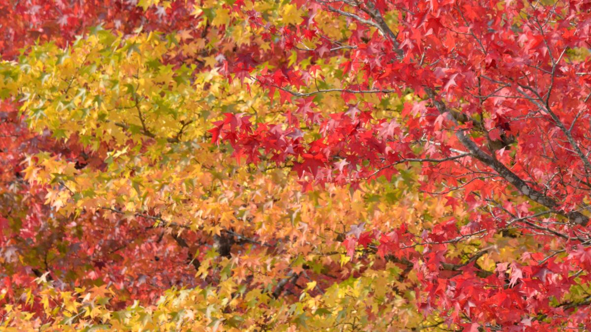 Amerikanischer Amberbaum (Liquidambar styraciflua) Bunte Blätter des Amerikanischen Amberbaums in Rot, Gelb und Orange.