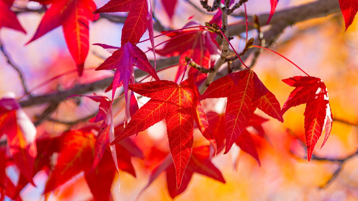 Amerikanischer Amberbaum (Liquidambar styraciflua) Leuchtend rote Blätter des Amerikanischen Amberbaums im Herbst.
