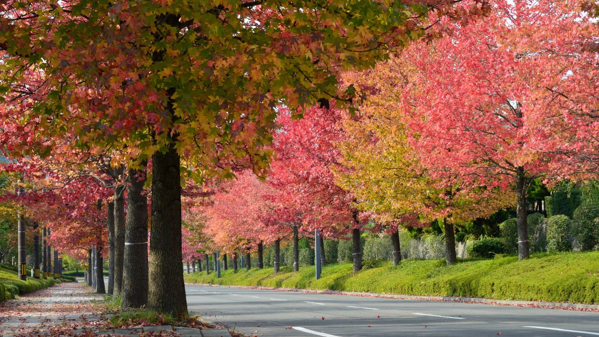 Bunte Blätter des Amerikanischen Amberbaums entlang einer Straße im Herbst.