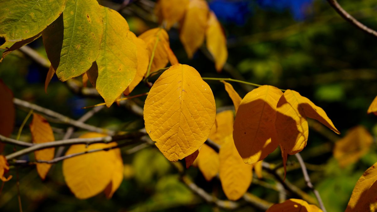 Leuchtend gelbe Blätter des Amerikanischen Gelbholzes im Herbst.