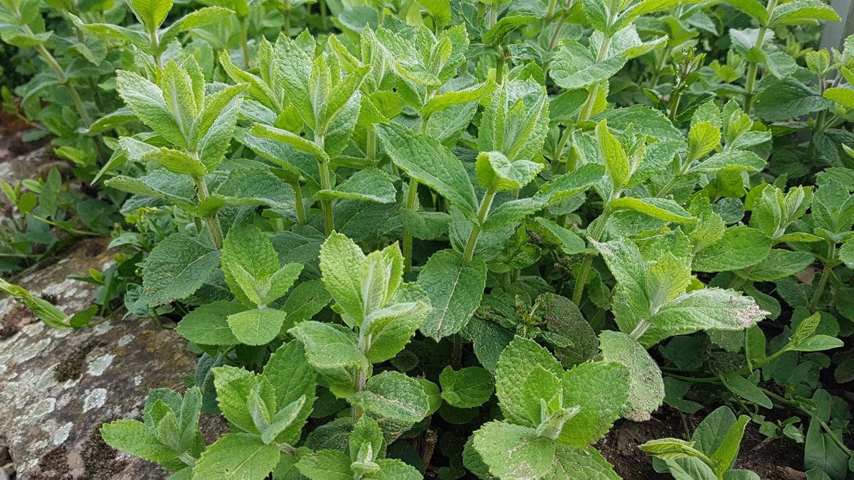 Frische Apfelminze-Pflanzen mit grünen Blättern in einem Garten.