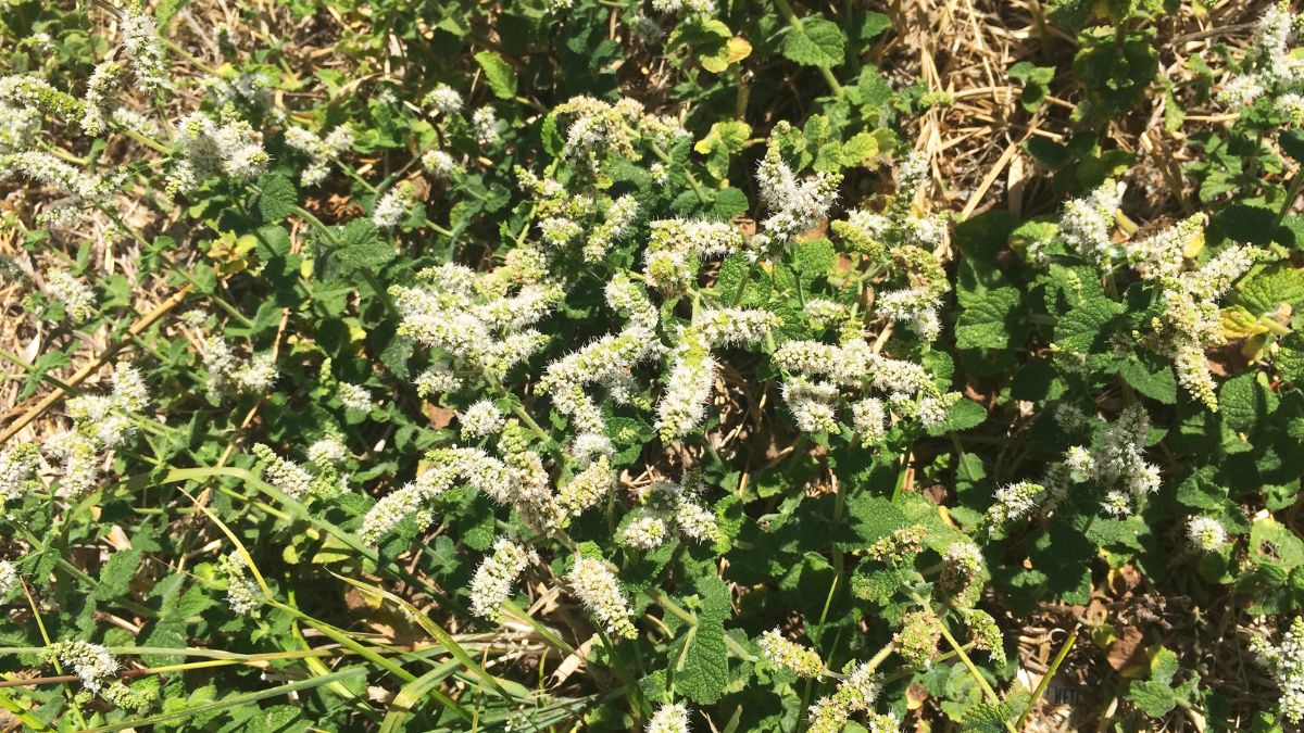 Blühende Apfelminze mit grünen Blättern und weißen Blüten in einem Garten.