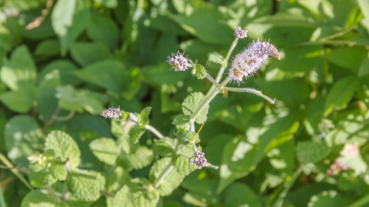 Blühende Apfelminze mit lila Blüten und grünen Blättern im Garten.