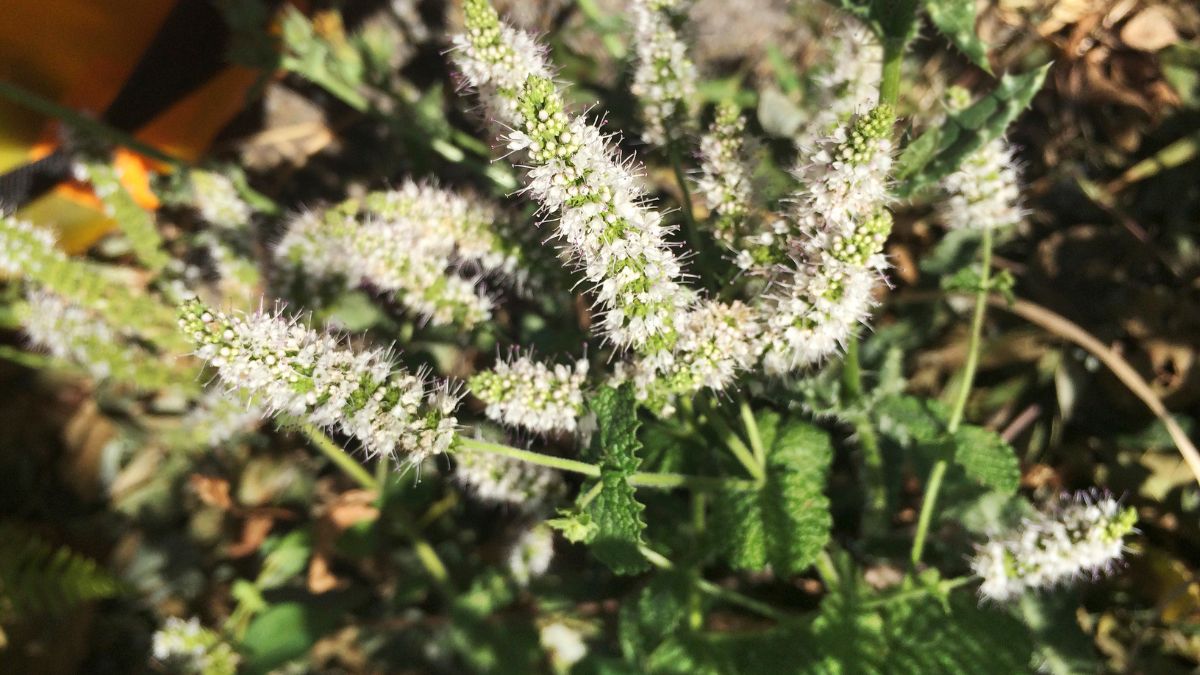 Eine Nahaufnahme von Apfelminze mit weißen Blüten und grünen Blättern.