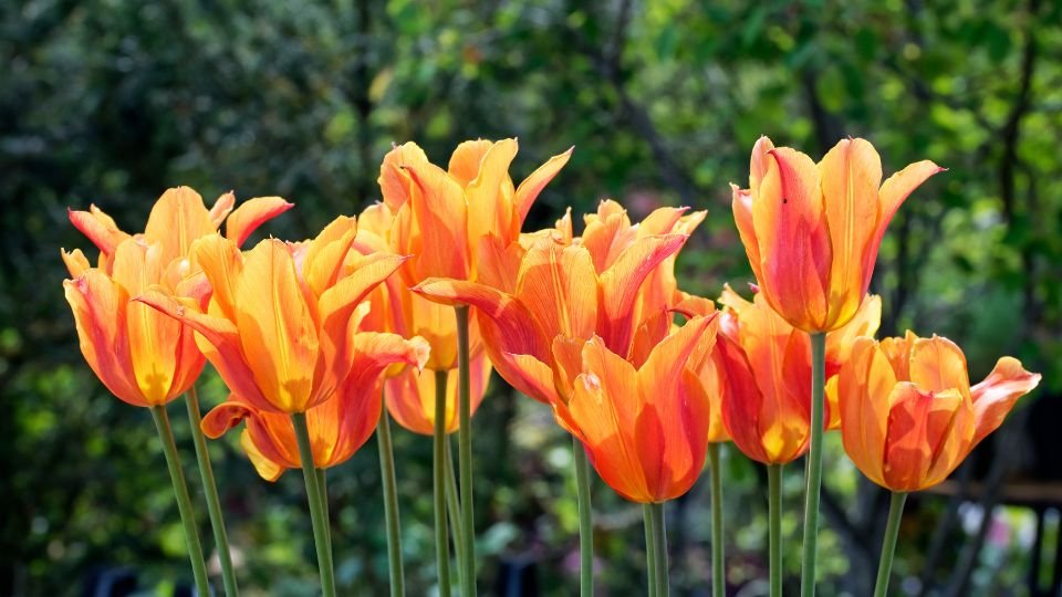 Leuchtend orangefarbene Tulpen blühen in einem Garten.