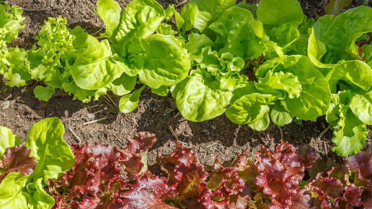 Frische Bataviasalatpflanzen mit knackigen, grünen Blättern im Garten.