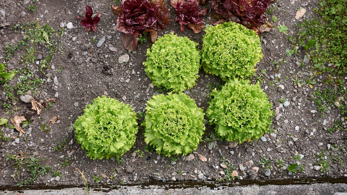 Fünf frische Bataviasalate wachsen in einem Gartenbeet.