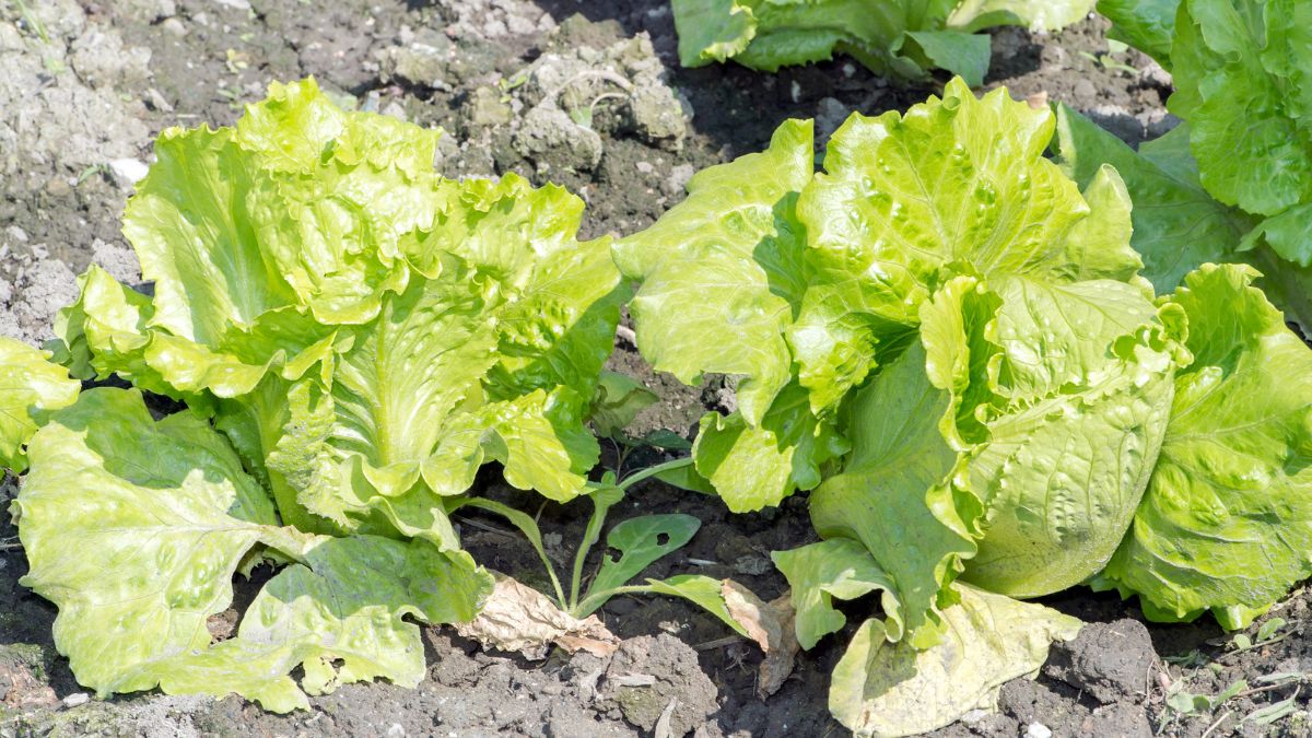 Frische Bataviasalatpflanzen mit knackigen, gewellten Blättern im Garten.