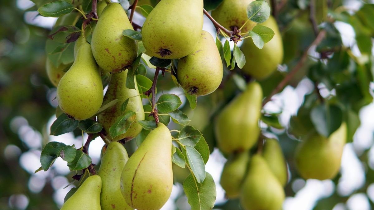 Reife Birnen hängen an einem Birnbaum, umgeben von grünen Blättern.