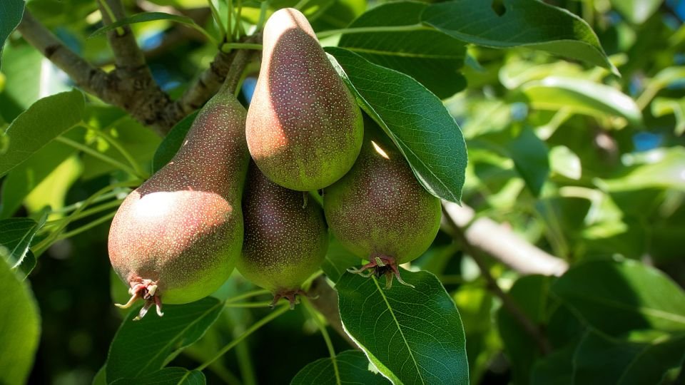 Vier reife Birnen hängen an einem Birnbaum, umgeben von grünen Blättern.