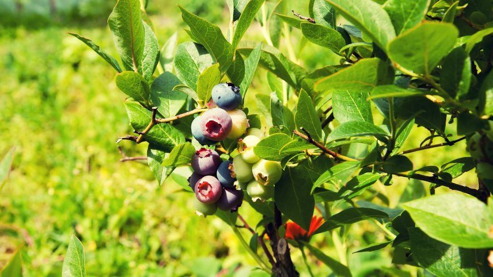 Reife und unreife Blaubeeren an einem Strauch im Garten.