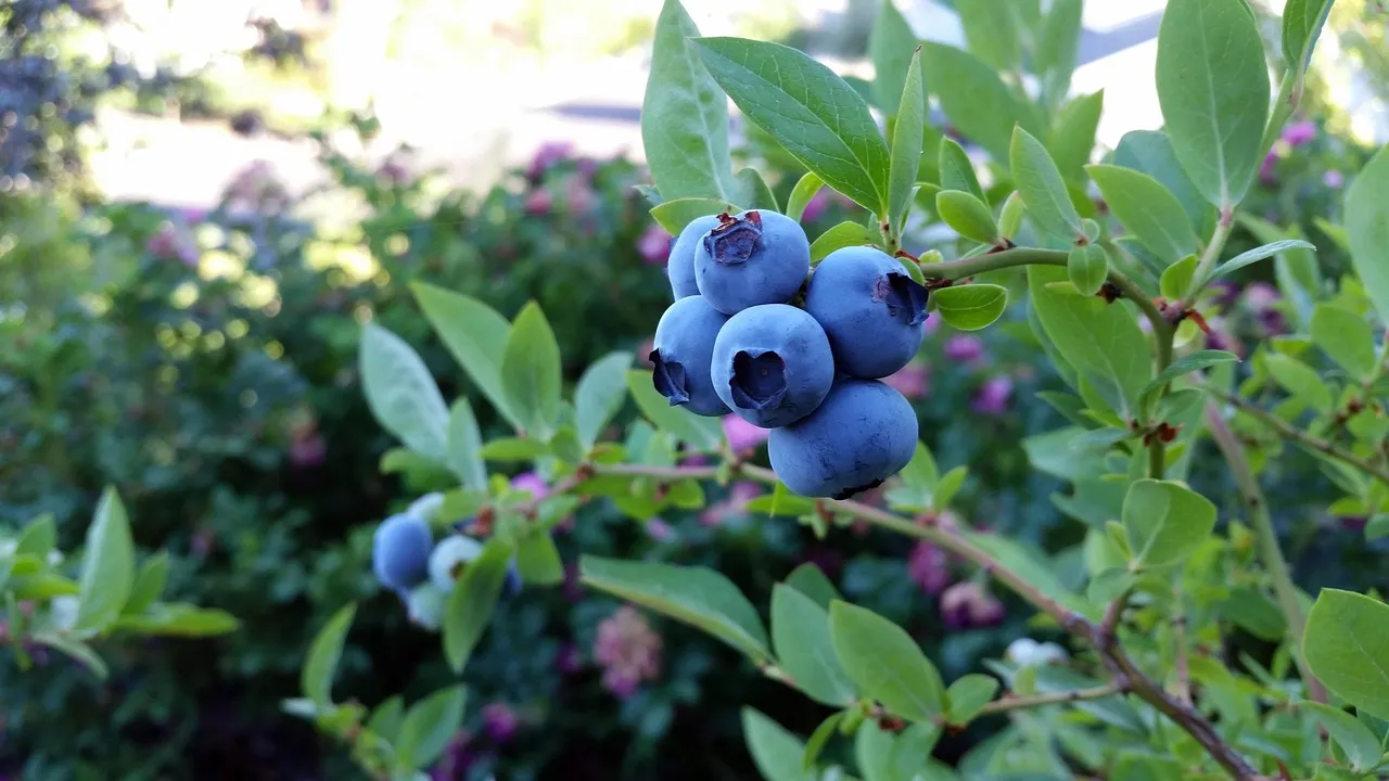 Reife Blaubeeren hängen an einem Strauch, umgeben von grünen Blättern.