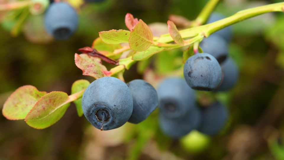 Reife Blaubeeren am Strauch, umgeben von grünen Blättern.