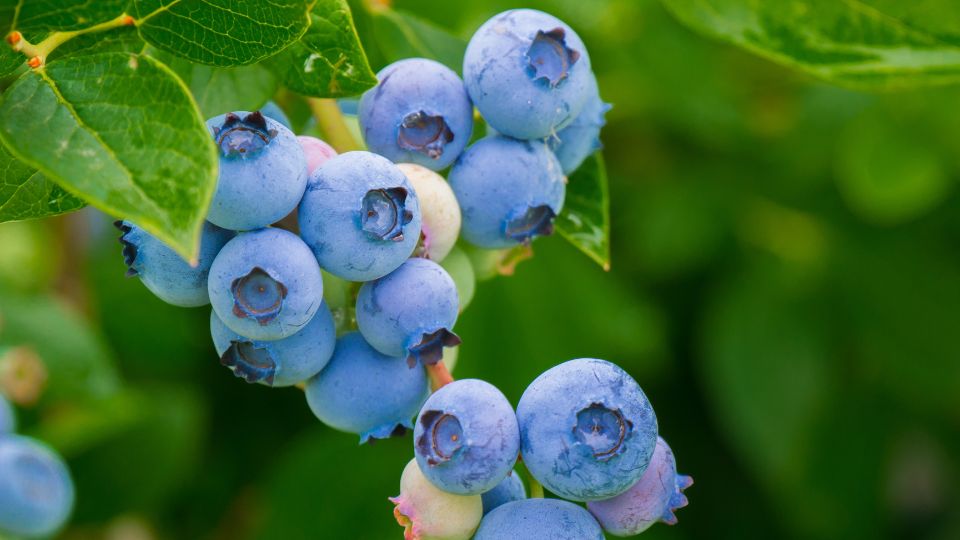 Reife, blaue Heidelbeeren hängen an einem Strauch mit grünen Blättern.