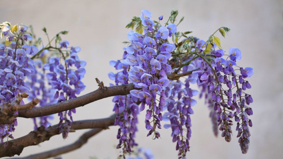 Blauregen-Blüten in lila und blauen Farbtönen, die an einem Ast hängen.