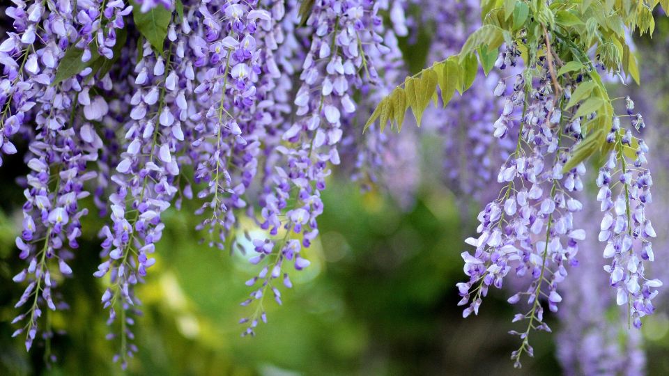 Kaskadenartig herabhängende lila Blüten des Blauregens in einem Garten.