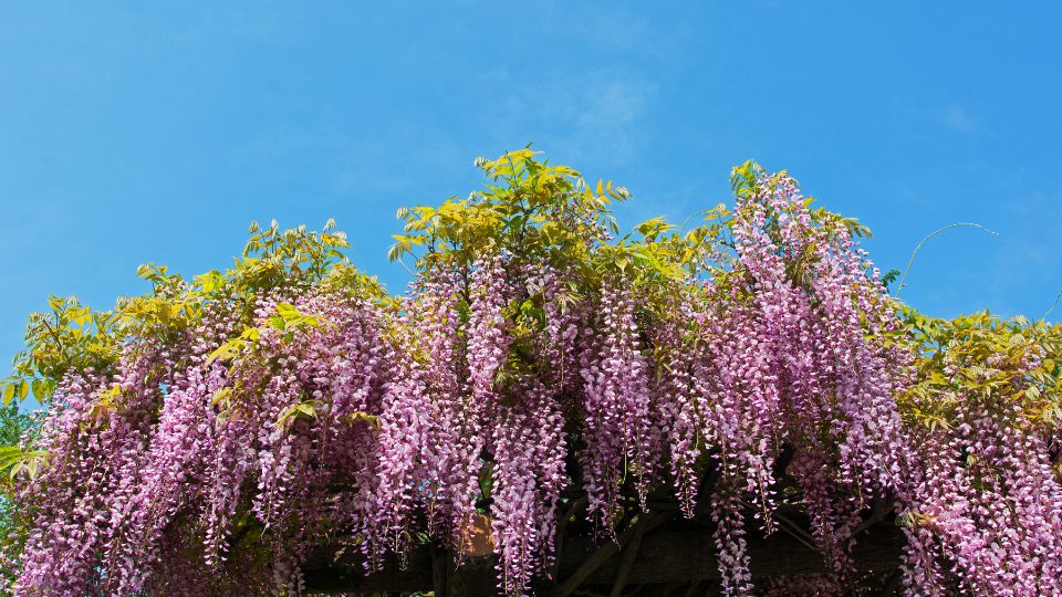 Üppige, hängende Blütentrauben des Blauregens vor blauem Himmel.