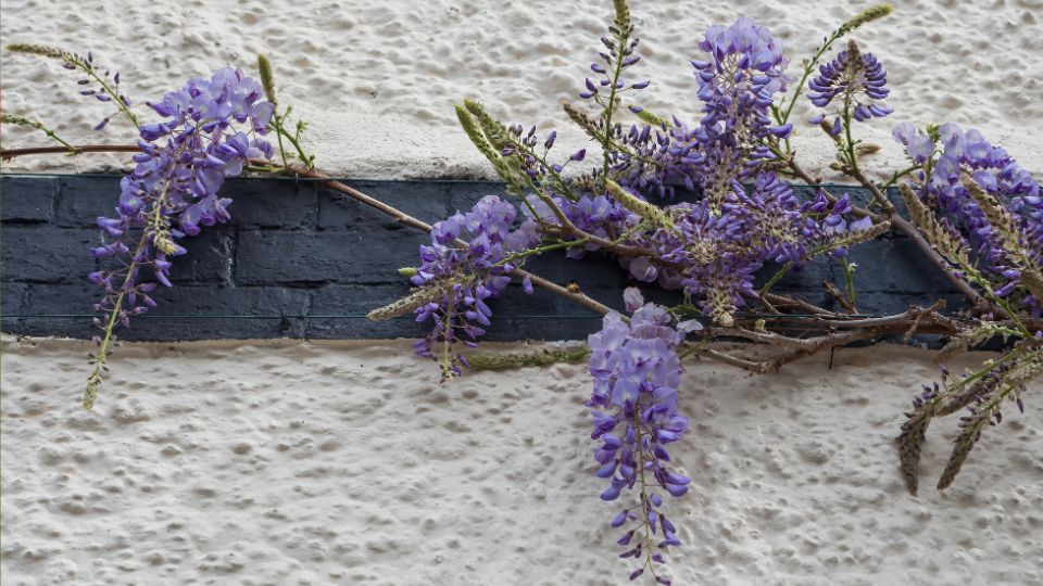 Blühender Blauregen mit lila Blüten, die an einer Wand hängen.