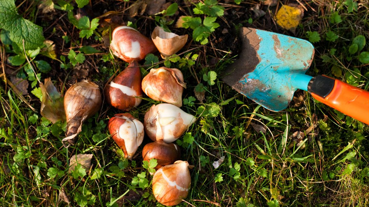 Eine Auswahl von Blumenzwiebeln liegt auf dem Boden neben einer kleinen Schaufel.