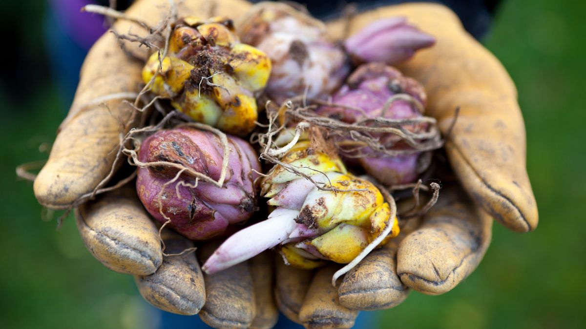 Eine Handvoll Blumenzwiebeln in verschiedenen Farben und Formen, bereit zum Pflanzen.