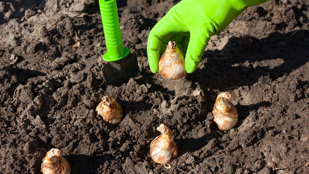 Eine Hand mit grünen Handschuhen pflanzt Blumenzwiebeln in lockeren Boden.