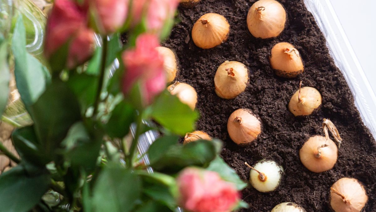 Eine Nahaufnahme von Blumenzwiebeln, die in frischer Erde gepflanzt sind, umgeben von Rosen.