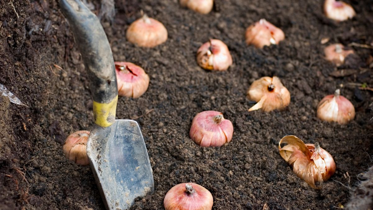Eine Schaufel liegt neben Blumenzwiebeln, die in frischer Erde gepflanzt sind.