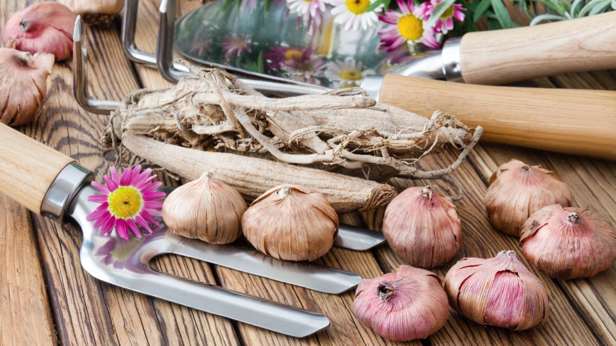 Eine Auswahl von Blumenzwiebeln und Gartenwerkzeugen auf einem Holztisch.